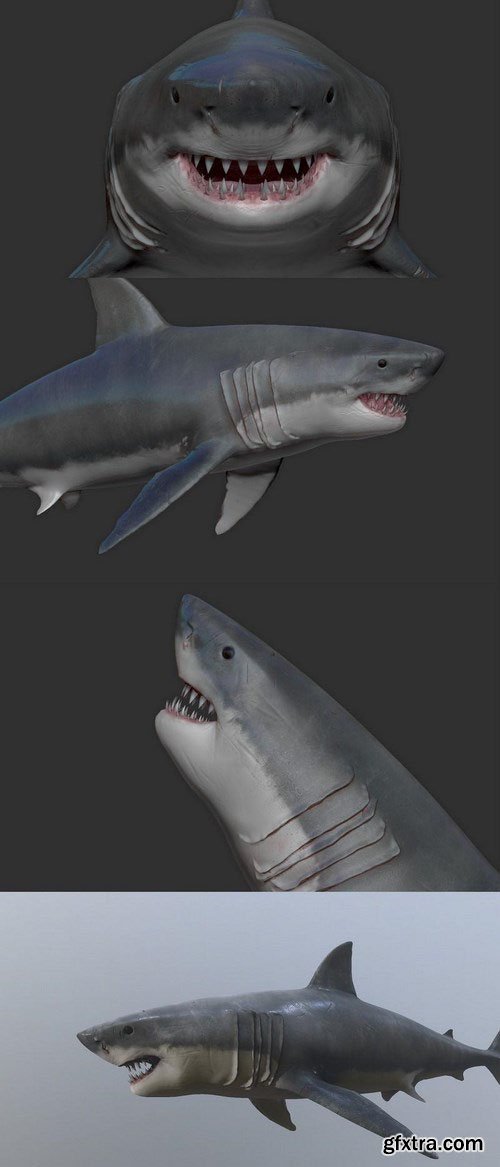 The Great White Shark – 3D Moodel