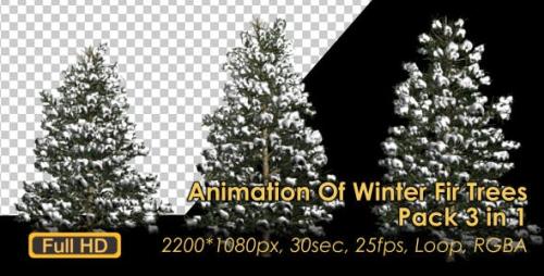 Videohive - Winter Fir Trees - 21041218