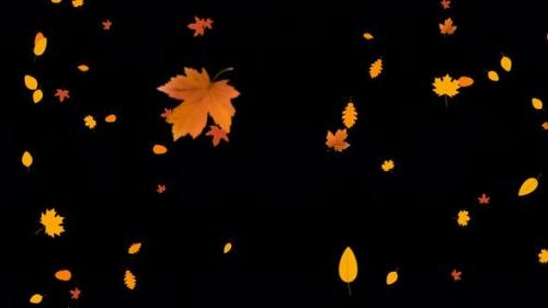 Videohive - Leaves Falling with Alpha - 24645001
