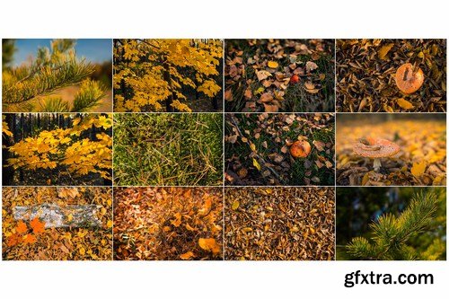 8K UltraHD Autumn Theme Backgrounds Set