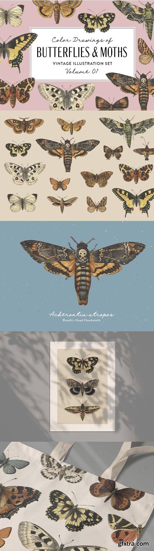 Butterflies & Moths Vintage Graphics Vol. 1