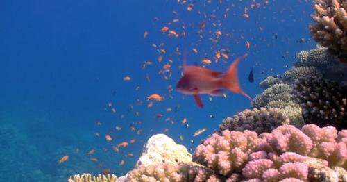 Colorful Fish On Vibrant Coral Reef 10