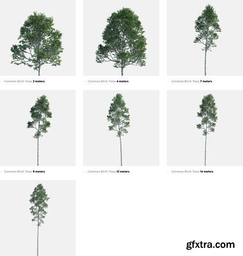 Polyget - Common Birch Trees 3D Models Collection