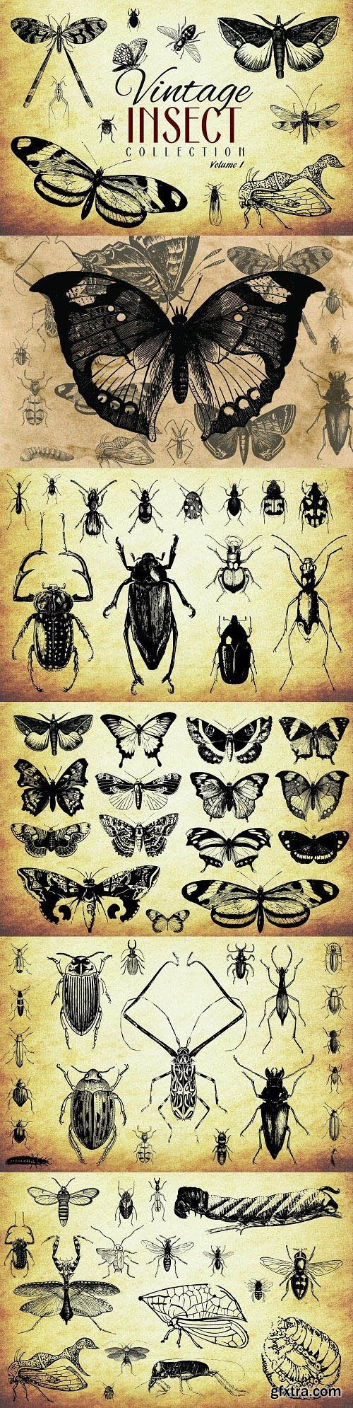 CM - 200 Vintage Insect Vector Collection - Vol.1