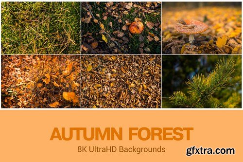 8K UltraHD Autumn Forest Theme Background Set