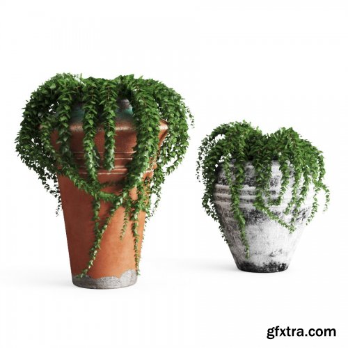 Ivy In Pots 3D MODEL