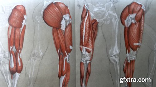 The Figurative Drawing Course: The Legs- Anatomy to Drawing