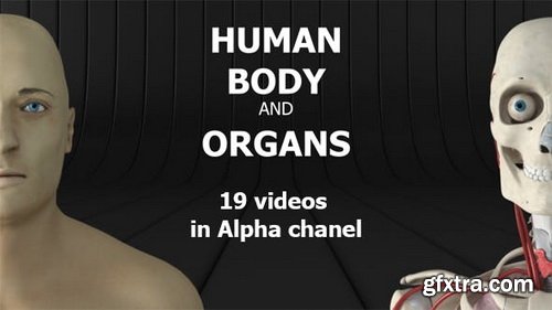 Videohive - Human Body and Organs - 20727612