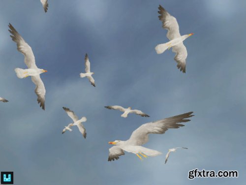 Bird Flock: Seagull