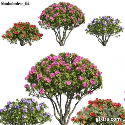 Rhododendron 04 3d model