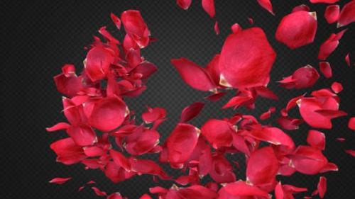 Videohive - Rose Petal Transitions Pack - 21294817