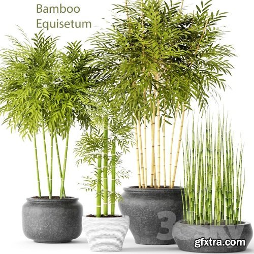 Bamboo and Equisetum collection
