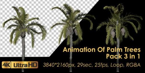 Videohive - Animation Pack Of Palm Trees - 20497778