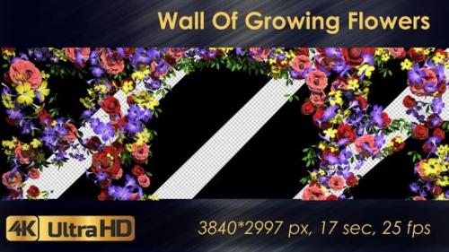 Videohive - Wall Of Growing Flowers - 22570791