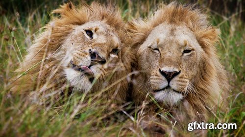KelbyOne - Capturing the Wild: Safari Photography