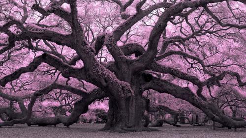 Lynda - Infrared Photography: Nature and Landscapes
