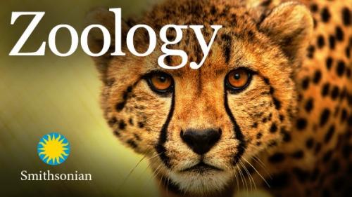 TheGreatCoursesPlus - Zoology: Understanding the Animal World