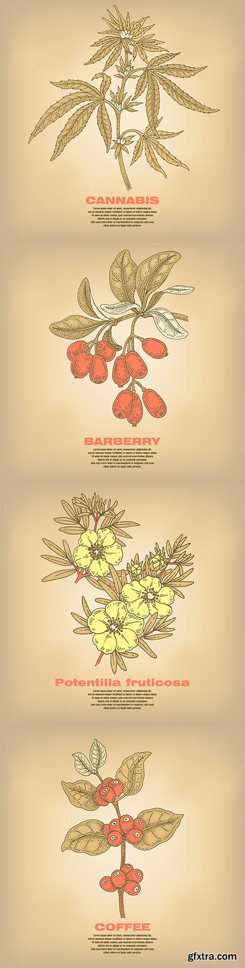 Illustrations of Medical Vector Herbs