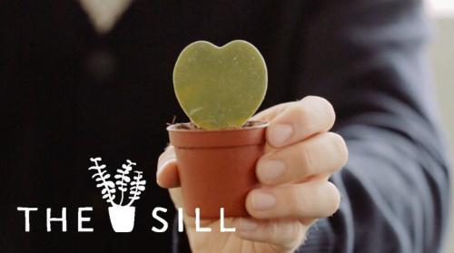 SkillShare - Happy Houseplants: Caring For Your Plants