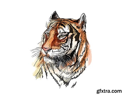 Vector Sketch Tiger