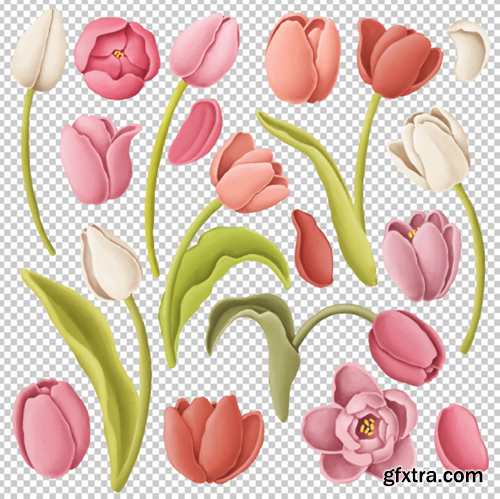 Tulip flowers Premium Psd