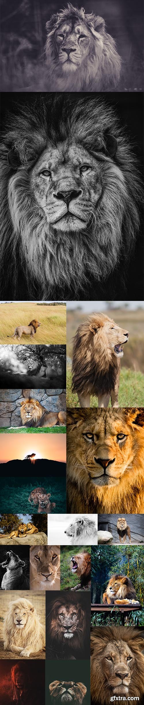 Lion - Premium UHQ JPEG Stock Photo Bundle
