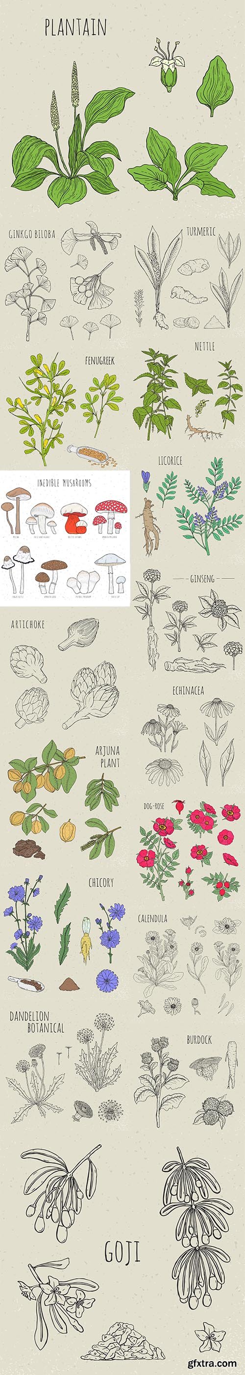 Medical Botanical Isolated Illustration Plant Flowers Leaves Hand-Drawn Set