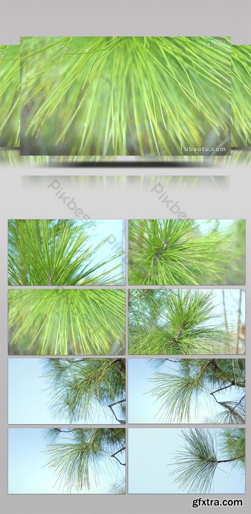 Winter green plant pine branch pine needles real shot Video Template MP4 1718293