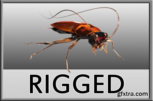 Turbosquid - Cockroach rigged