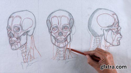 Reilly Method Head Drawing: Unit 1 - Anatomy