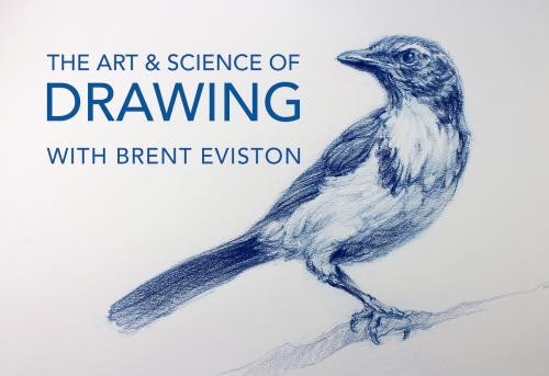SkillShare - Basic Skills / Week 1: Day 1: How to Begin: THE ART & SCIENCE OF DRAWING