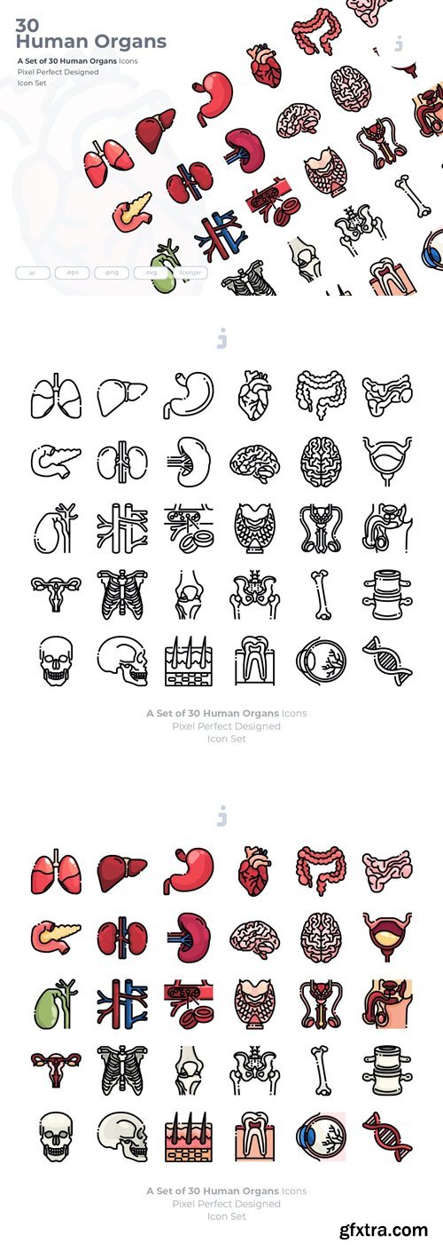 30 Human Organs Icons