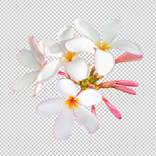 White-pink Bouquet Plumeria Flowers On Isolated Transparency Background. Premium PSD