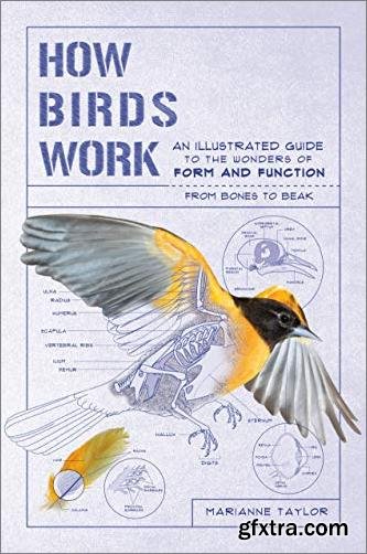 How Birds Work: An Illustrated Guide to the Wonders of Form and Function―from Bones to Beak