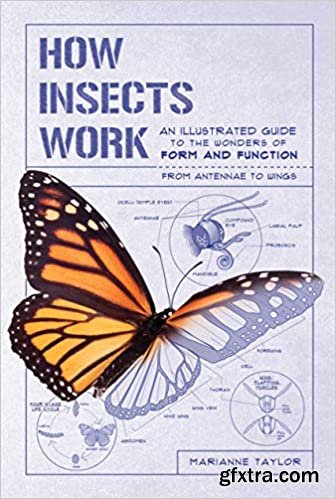 How Insects Work: An Illustrated Guide to the Wonders of Form and Function—from Antennae to Wings