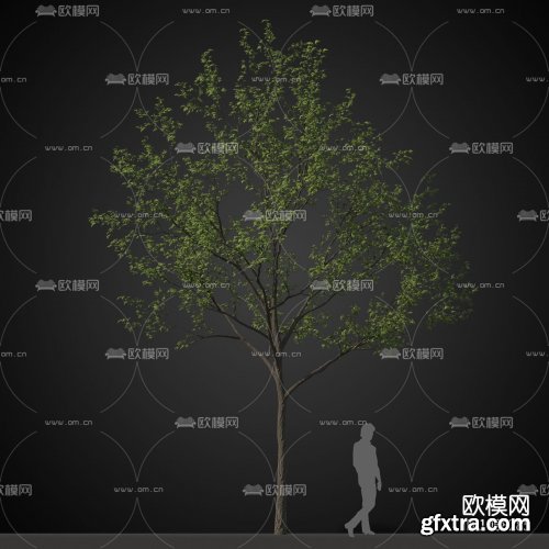 Sidewalk tree 02