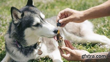 Herbalism : Herbs For Dogs