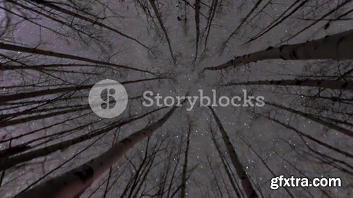Videoblocks - Looking Up at Stars Through Trees | Footage
