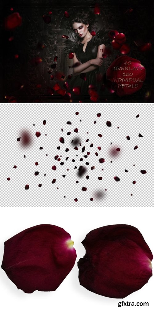 Blood Rose Petals Overlays 4095844