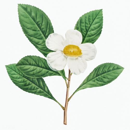Illustration of Gordonia pubescens or Franklinia template - 2090911