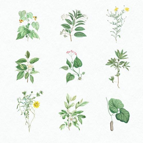 Set of antique botanical leaves illustration - 2108541