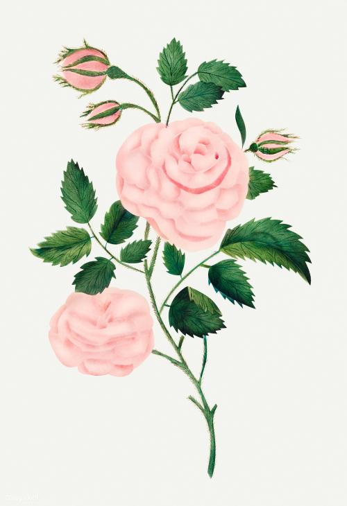 Damask rose vintage llustration - 2208200