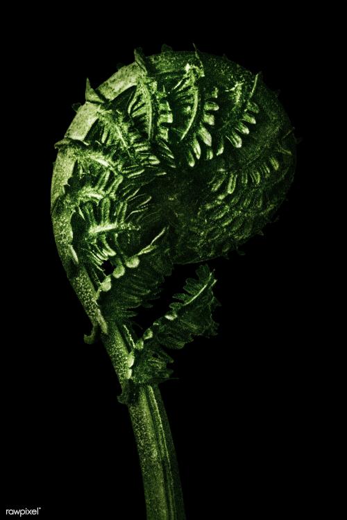 Green Struthiopteris Germanica (German Ostrich Fern Frond) enlarged 8 times on black background - 2224903