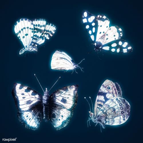 Butterfly outer glow vintage illustration set template - 2254164