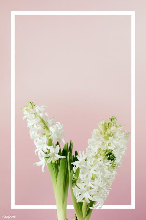 Rectangle frame on white hyacinth flower isolated on pink background - 2255809