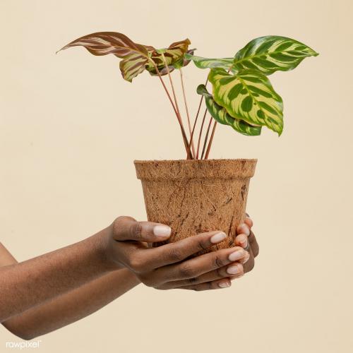 Hand holding a peacock plant in a pot mockup - 2274747