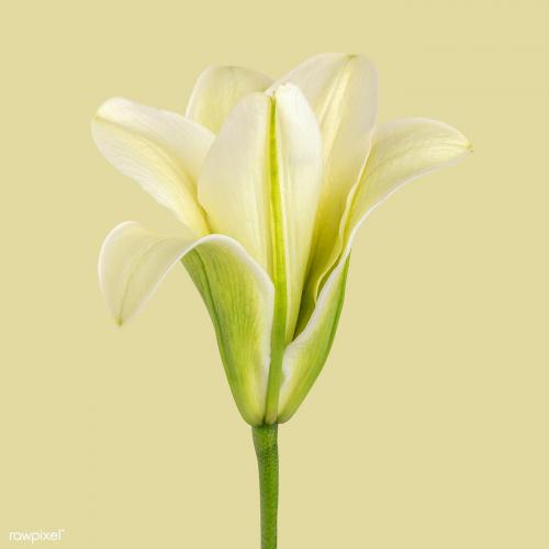White lily flower social ads mockup - 2278104