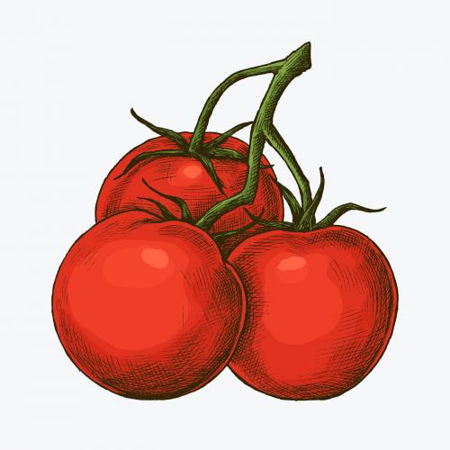 Fresh organic ripe tomato illustration - 1208960
