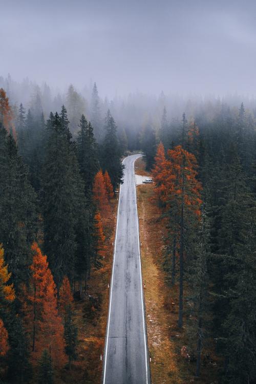 Drone view of a misty coniferous forest in autumn - 2092727