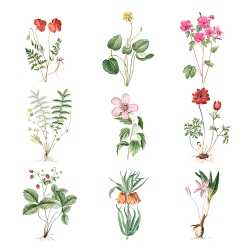 Set of blooming flowers transparent png - 2108372